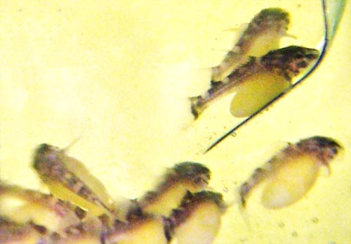 www.israquarium.co.il